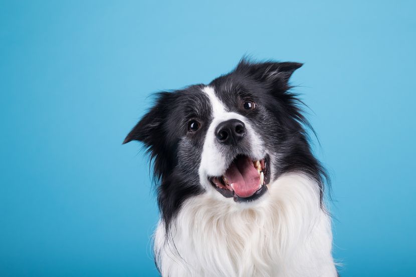 free pets UK