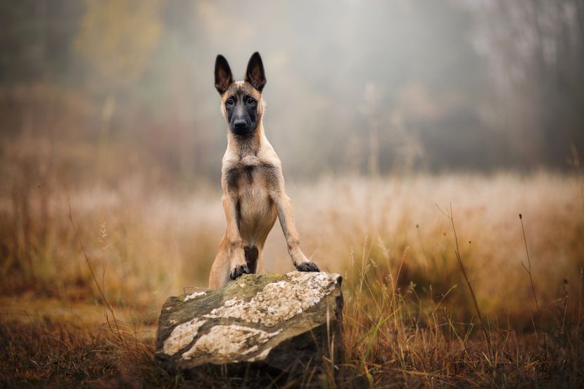 free ads pets usa