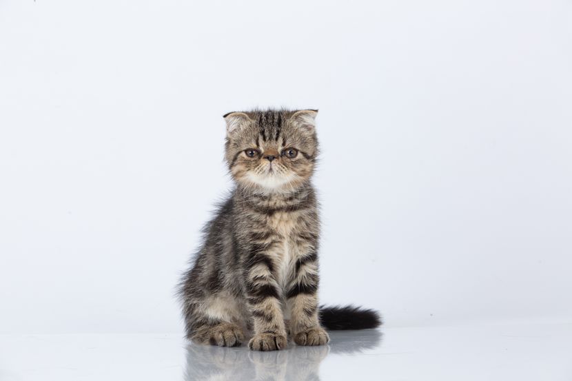 free classifieds pets