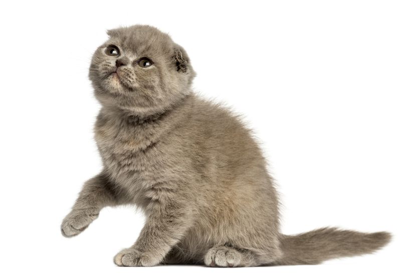 free ads pets uk