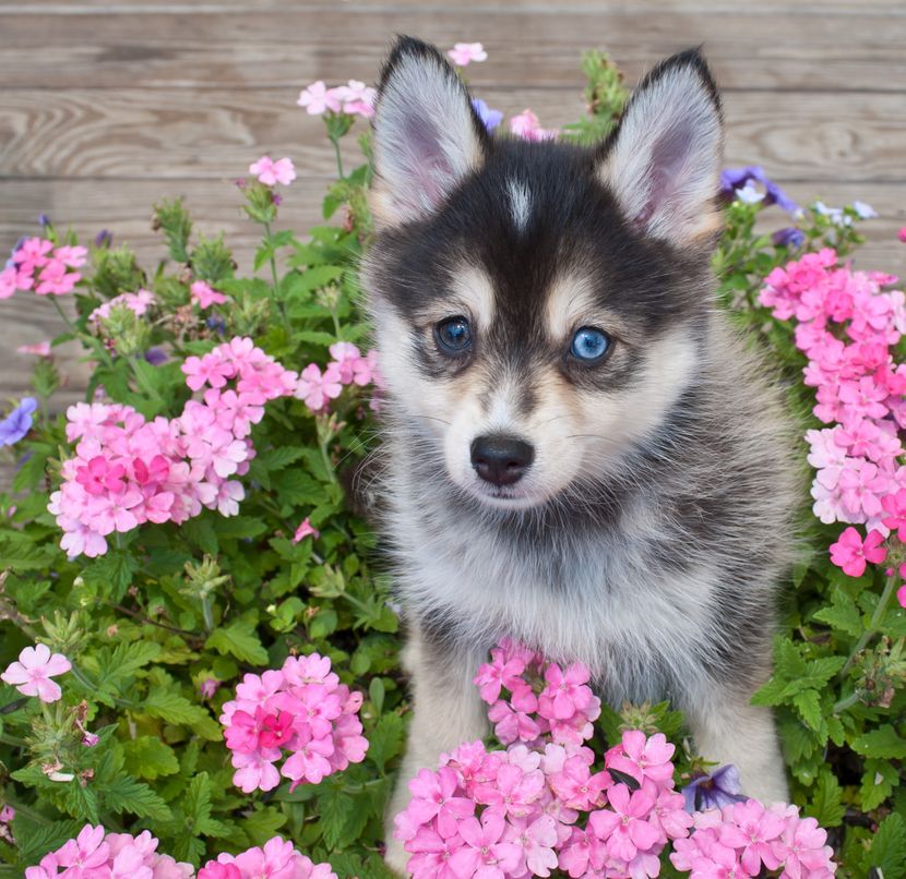 free classifieds pets usa
